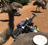 Emu a Donnelly River Village